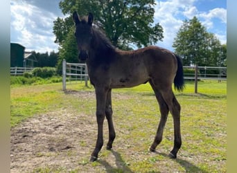 Hannoveriano, Yegua, 1 año, Negro