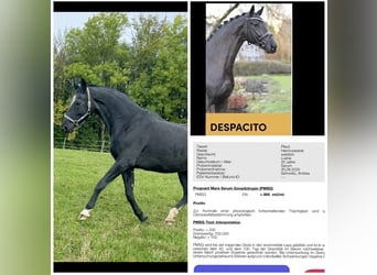 Hannoveriano, Yegua, 23 años, 169 cm, Negro