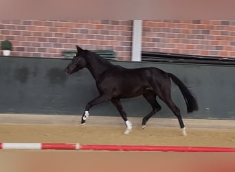 Hannoveriano, Yegua, 2 años, 161 cm, Negro