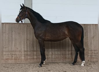Hannoveriano, Yegua, 2 años, 167 cm, Castaño oscuro