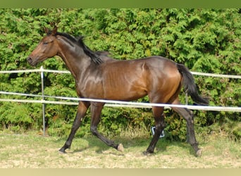 Hannoveriano, Yegua, 2 años, 175 cm, Castaño oscuro