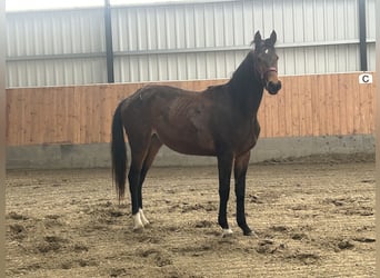 Hannoveriano, Yegua, 2 años, Castaño