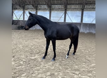 Hannoveriano, Yegua, 2 años, Castaño oscuro