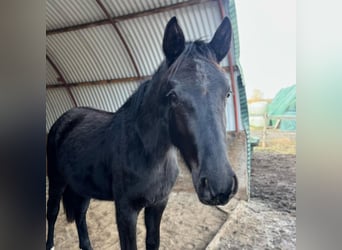 Hannoveriano, Yegua, 2 años, Negro