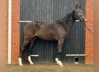 Hannoveriano, Yegua, 3 años, 157 cm, Castaño oscuro