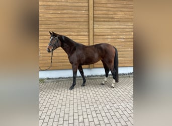 Hannoveriano, Yegua, 3 años, 161 cm, Castaño oscuro