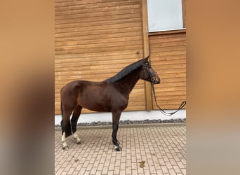 Hannoveriano, Yegua, 3 años, 161 cm, Castaño oscuro