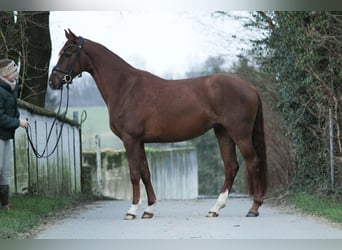 Hannoveriano, Yegua, 3 años, 162 cm, Alazán-tostado