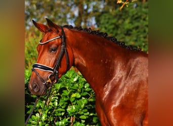 Hannoveriano, Yegua, 3 años, 162 cm, Castaño