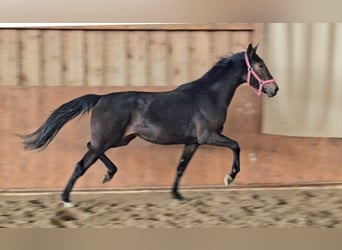 Hannoveriano, Yegua, 3 años, 162 cm, Castaño oscuro