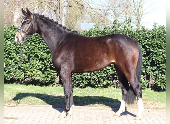 Hannoveriano, Yegua, 3 años, 162 cm, Castaño oscuro