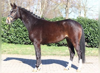 Hannoveriano, Yegua, 3 años, 162 cm, Castaño oscuro