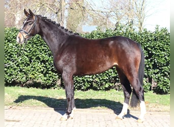 Hannoveriano, Yegua, 3 años, 162 cm, Castaño oscuro