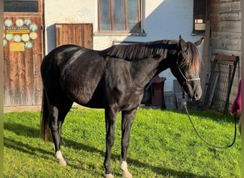 Hannoveriano, Yegua, 3 años, 162 cm, Negro
