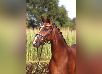 Hannoveriano, Yegua, 3 años, 163 cm, Alazán-tostado