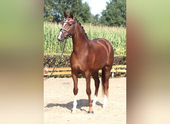 Hannoveriano, Yegua, 3 años, 163 cm, Alazán-tostado
