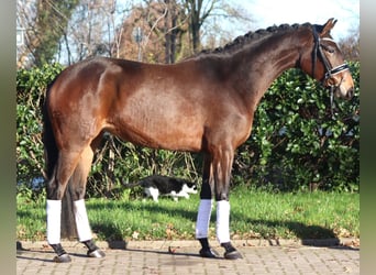 Hannoveriano, Yegua, 3 años, 163 cm, Castaño