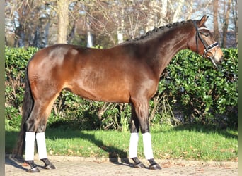 Hannoveriano, Yegua, 3 años, 163 cm, Castaño