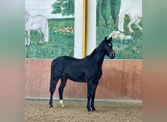 Hannoveriano, Yegua, 3 años, 163 cm, Castaño oscuro