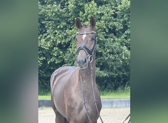 Hannoveriano, Yegua, 3 años, 164 cm, Alazán-tostado