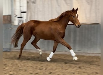 Hannoveriano, Yegua, 3 años, 165 cm, Alazán