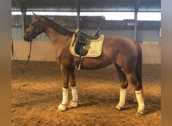 Hannoveriano, Yegua, 3 años, 165 cm, Alazán-tostado