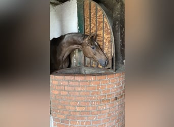 Hannoveriano, Yegua, 3 años, 165 cm, Alazán-tostado