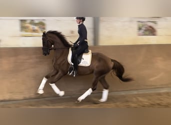 Hannoveriano, Yegua, 3 años, 165 cm, Alazán-tostado