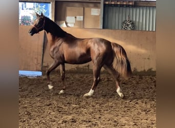 Hannoveriano, Yegua, 3 años, 165 cm, Alazán-tostado