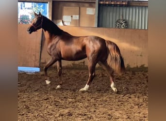 Hannoveriano, Yegua, 3 años, 165 cm, Alazán-tostado