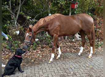 Hannoveriano, Yegua, 3 años, 165 cm, Alazán-tostado
