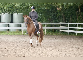 Hannoveriano, Yegua, 3 años, 165 cm, Alazán-tostado