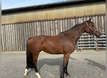 Hannoveriano, Yegua, 3 años, 165 cm