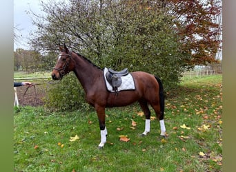 Hannoveriano, Yegua, 3 años, 165 cm, Castaño