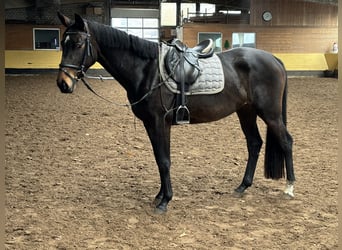 Hannoveriano, Yegua, 3 años, 165 cm, Castaño oscuro