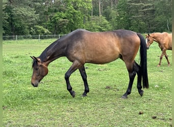 Hannoveriano, Yegua, 3 años, 165 cm, Castaño oscuro