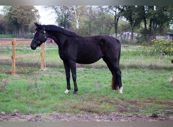 Hannoveriano, Yegua, 3 años, 165 cm, Negro