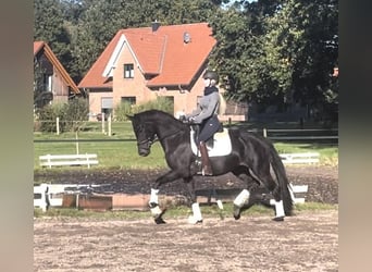 Hannoveriano, Yegua, 3 años, 165 cm, Negro