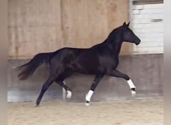 Hannoveriano, Yegua, 3 años, 165 cm, Negro