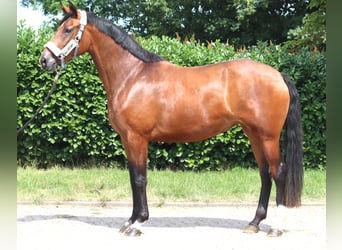 Hannoveriano, Yegua, 3 años, 166 cm, Castaño