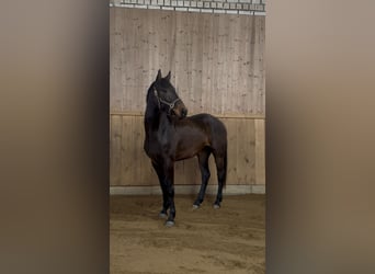 Hannoveriano, Yegua, 3 años, 166 cm, Castaño