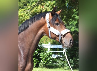 Hannoveriano, Yegua, 3 años, 166 cm, Castaño