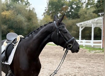 Hannoveriano, Yegua, 3 años, 166 cm, Negro