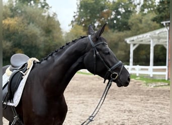 Hannoveriano, Yegua, 3 años, 166 cm, Negro