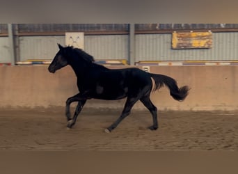 Hannoveriano, Yegua, 3 años, 166 cm, Negro