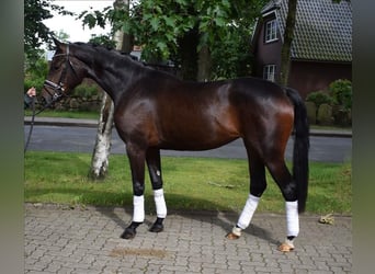 Hannoveriano, Yegua, 3 años, 167 cm, Castaño oscuro