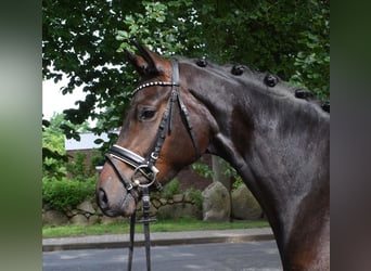 Hannoveriano, Yegua, 3 años, 167 cm, Castaño oscuro