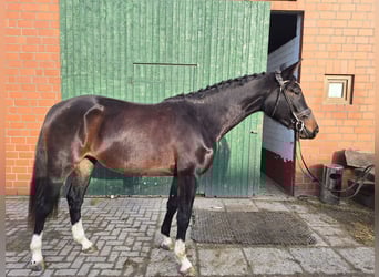 Hannoveriano, Yegua, 3 años, 167 cm, Morcillo