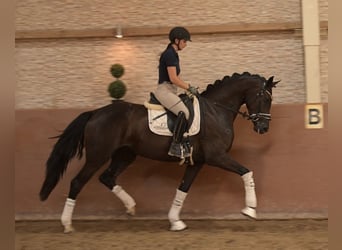 Hannoveriano, Yegua, 3 años, 167 cm, Negro
