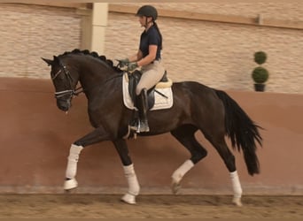 Hannoveriano, Yegua, 3 años, 167 cm, Negro